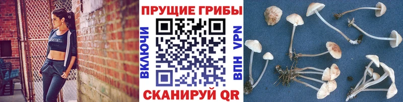 ОМГ ОМГ tor  Заринск  Галлюциногенные грибы Cubensis 